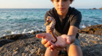 Diminutive Seahorses Top The 2026 Ocean Photographer Of The Year Contest