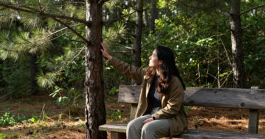 The Pine Trees That Would Not Leave Me